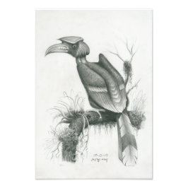 Foto av Kambodjanska Hornbill Bird av Vannak Prum