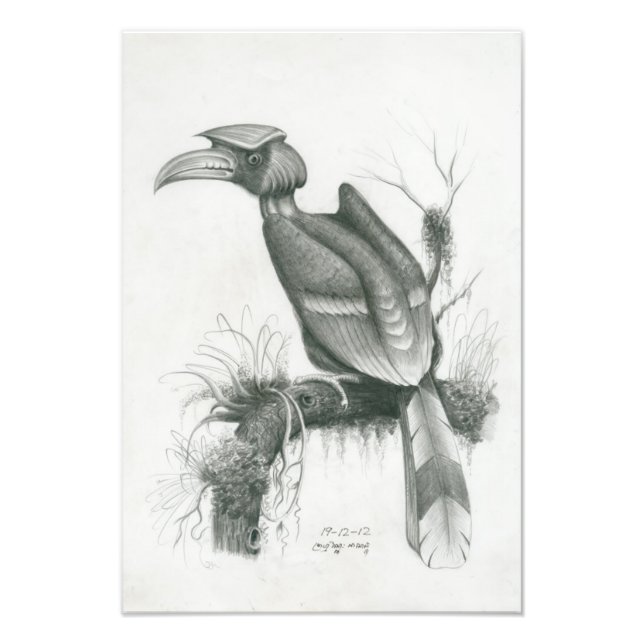Foto av Kambodjanska Hornbill Bird av Vannak Prum (Framsidan)
