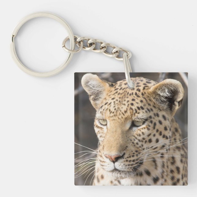 Foto av Leopard porträtt (Framsidan)