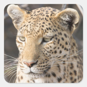 Foto av Leopard porträtt Fyrkantigt Klistermärke