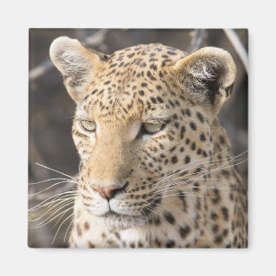 Foto av Leopard porträtt Magnet