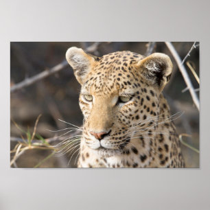 Foto av Leopard porträtt Poster