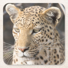 Foto av Leopard porträtt Underlägg Papper Kvadrat