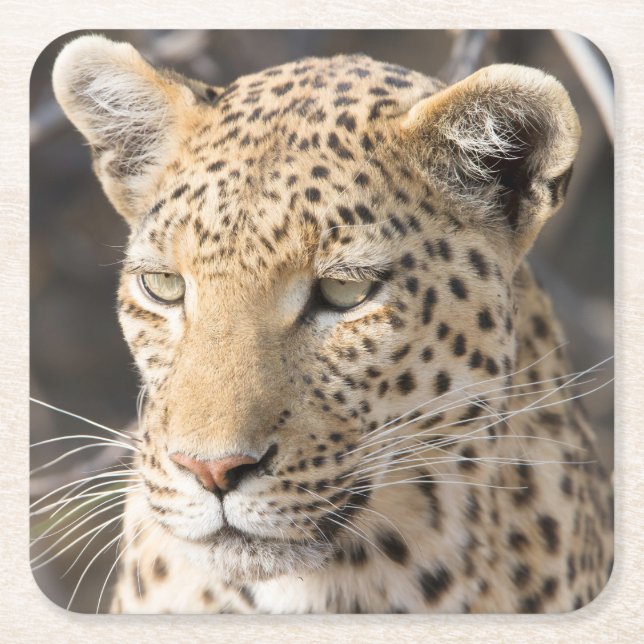 Foto av Leopard porträtt Underlägg Papper Kvadrat (Framsidan)
