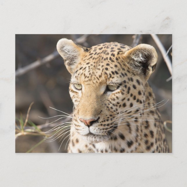 Foto av Leopard porträtt Vykort (Framsida)