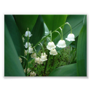 Foto av liljekonvaljblommor