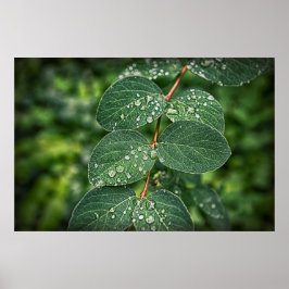 foto av morgondroppar på blad poster