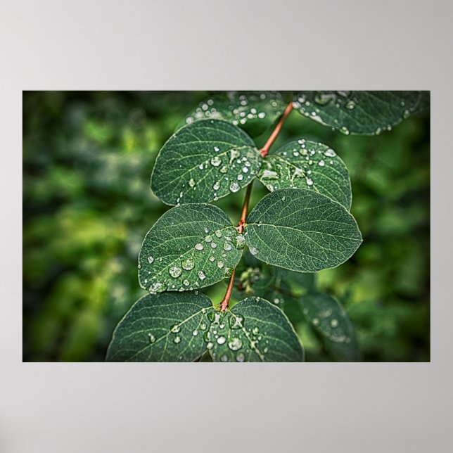 foto av morgondroppar på löv poster (Framsidan)