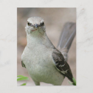Foto av nordlig mockingbird vykort