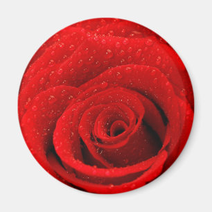 Foto av röd rosbakgrund magnet