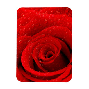 Foto av röd rosbakgrund magnet