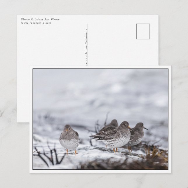 Foto av sandpiper Birds natur Vykort (Fram/baksida)