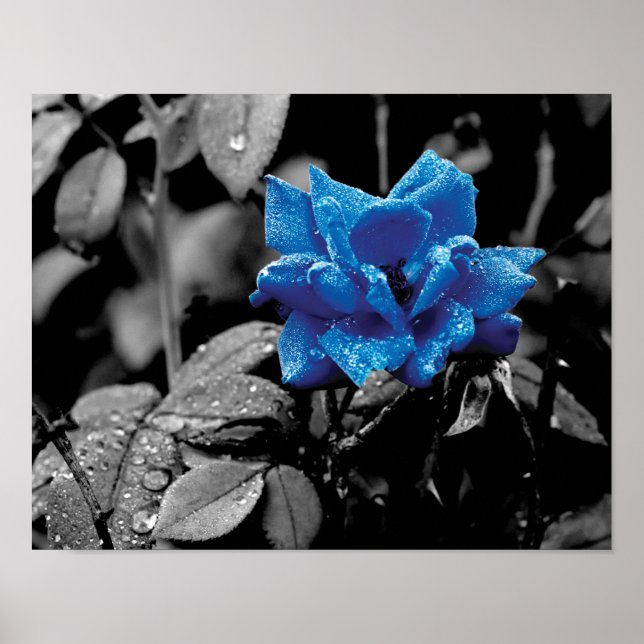 Foto av selektivt färg i Blue Ro Poster (Framsidan)