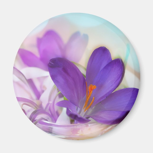 Foto av Söt Lila Vår Crocus Magnet (Framsidan)