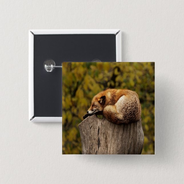 foto av sovfox knapp (Framsida & baksida)