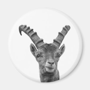 Foto av svart och vitt capricorn-djur magnet