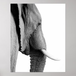 Foto av svart och vitt elefant-vild afrikanskt dju poster