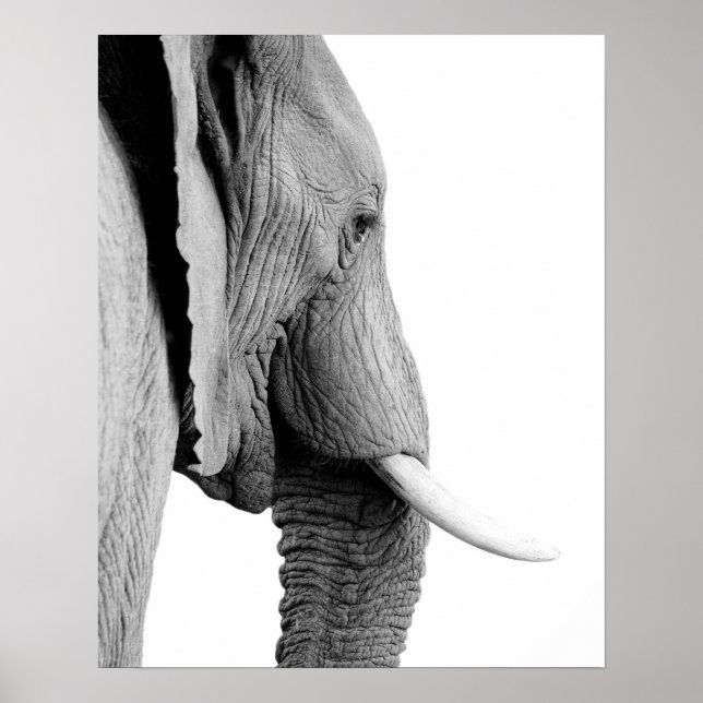 Foto av svart och vitt elefant-vild afrikanskt dju poster (Framsidan)