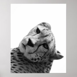 Foto av svart, vitt cheetah leopard djungel poster