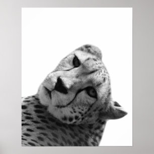 Foto av svart, vitt cheetah leopard djungel poster