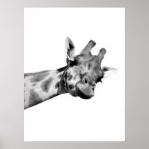 Foto av svart, vitt giraffe african-djurets peekab