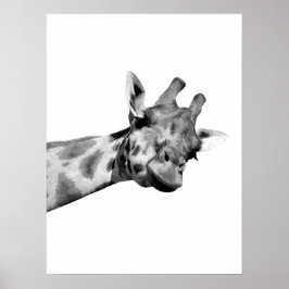 Foto av svart, vitt giraffe african-djurets peekab poster