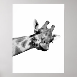 Foto av svart, vitt giraffe african-djurets peekab poster