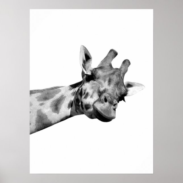 Foto av svart, vitt giraffe african-djurets peekab poster (Framsidan)