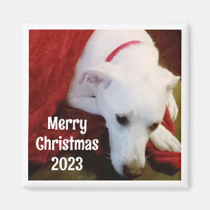 Foto av Sweet Hund med jul Önskemål och år Magnet