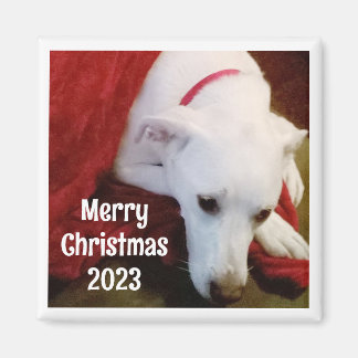 Foto av Sweet Hund med jul Önskemål och år Magnet