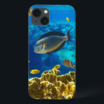 Foto av tropiska fiskar på korallrev<br><div class="desc">Foto av tropisk fisk på korallrev © and ® Bigstock® - Med förbehåll för alla Höger.</div>