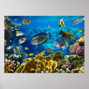 Foto av tropiska fiskar på korallrev poster