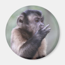 Foto av tuftad Capuchin Monkey Magnet