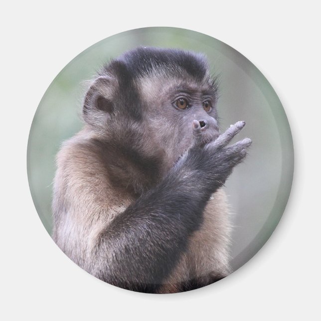 Foto av tuftad Capuchin Monkey Magnet (Framsidan)