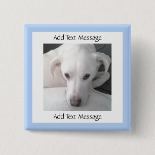 Foto av Unik Vita Labrador Retriever Mix Hund Knapp