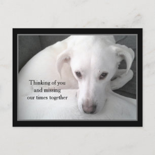 Foto av Unik White Labrador Retriever Mix Hund P Vykort