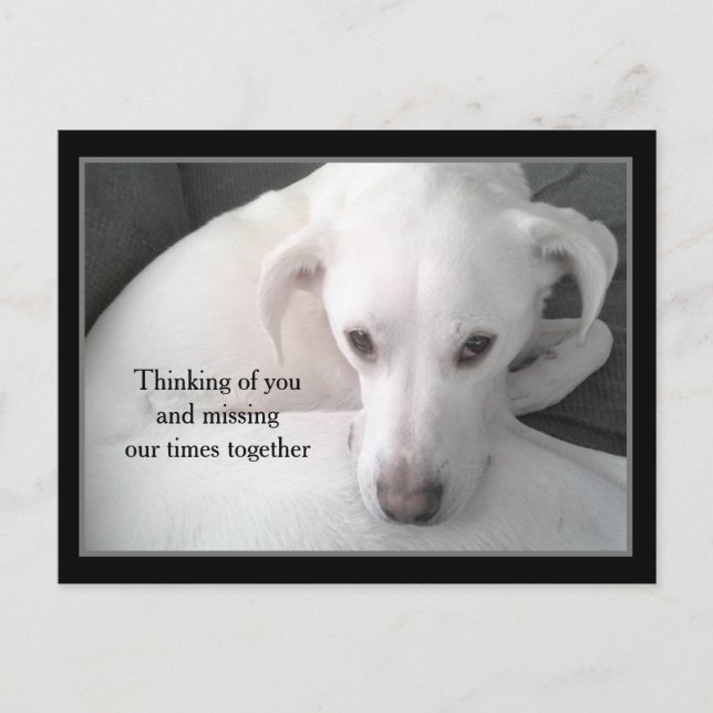Foto av Unik White Labrador Retriever Mix Hund P Vykort (Framsida)