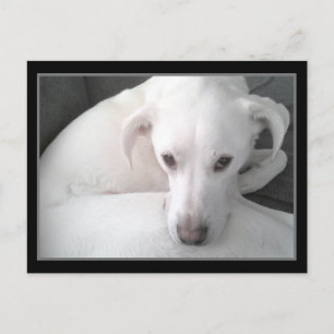 Foto av Unik White Labrador Retriever Mix Hund Vykort