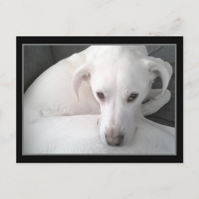 Foto av Unik White Labrador Retriever Mix Hund Vykort (Framsida)