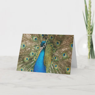 Foto av vackra Peacock med Spread Feathers Kort