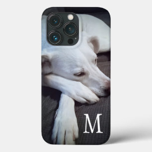 Foto av vit Hund med Cute Tassar singeldos
