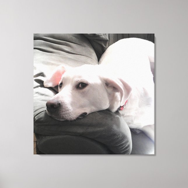 Foto av Vit, vackert, Hund på soffan Canvastryck (Framsida)