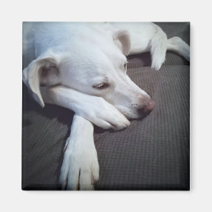 Foto av vitaktig Hund med Cute Tassar Magnet