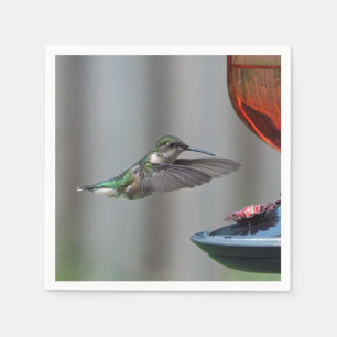 Foto av Wildlife Hummingbird Red Feeder Photo Pappersservett