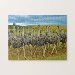 Foto av Wildlife Ostrich Flock Photo Pussel