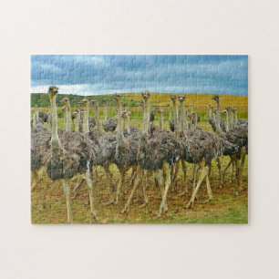 Foto av Wildlife Ostrich Flock Photo Pussel