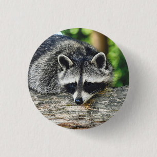 Foto av Wildlife Raccoon Log Mammal Photo Knapp