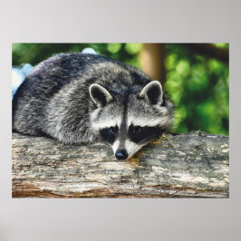 Foto av Wildlife Raccoon Log Mammal Photo Poster