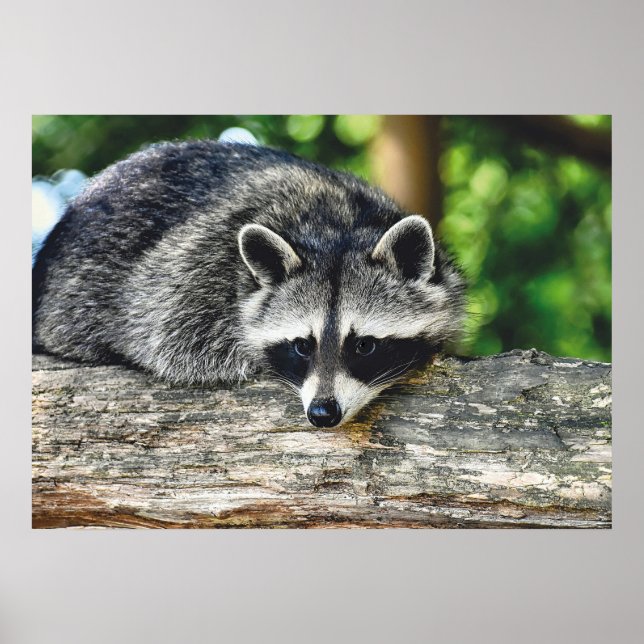 Foto av Wildlife Raccoon Log Mammal Photo Poster (Framsidan)