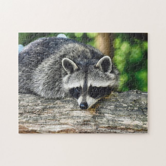 Foto av Wildlife Raccoon Log Mammal Photo Pussel (Horisontell)
